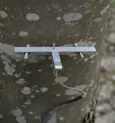 DR1
